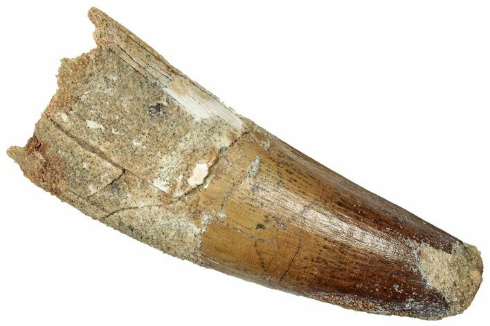 Real Spinosaurus Tooth - Large Dinosaur Tooth #314747